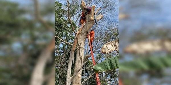 Áreas cultivadas com açaí desenvolvido para terra firme cresceram 675% dos últimos doze anos