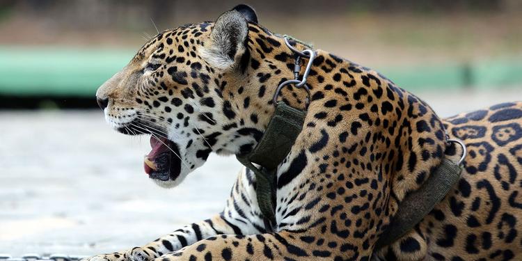 Relatório mostra falhas no combate ao tráfico de animais silvestres