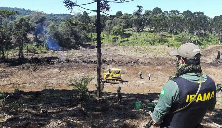 Pará ocupa topo do ranking do desmatamento nos últimos 12 meses, aponta Imazon