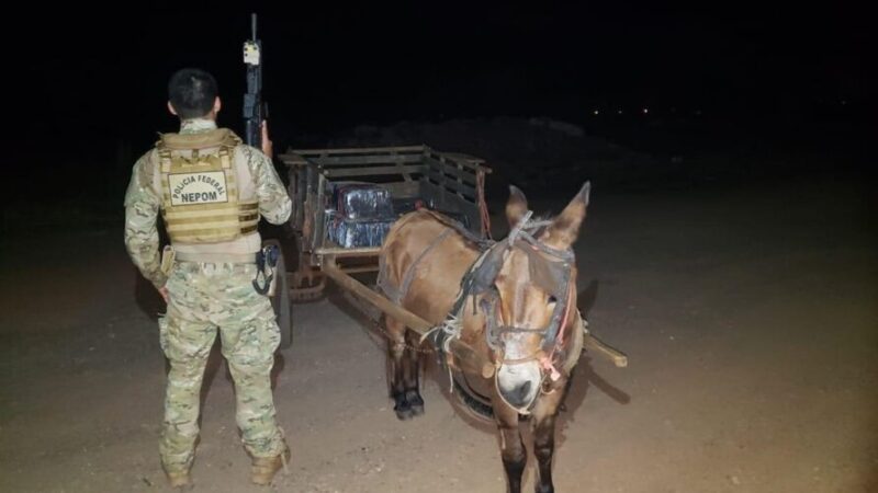 Burro com 300 kg de maconha é apreendido pela PF