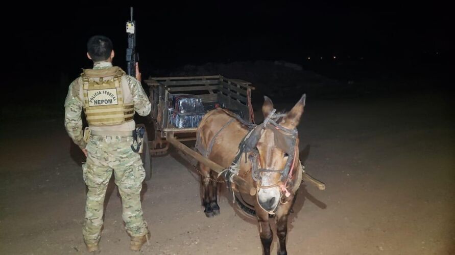 Burro com 300 kg de maconha é apreendido pela PF