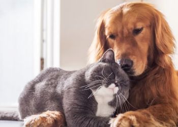 Ananindeua faz ação de castração de cães e gatos a partir desta segunda, 5