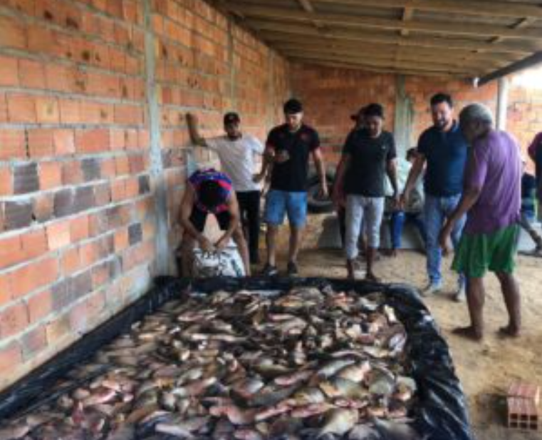 Irituia – Multiplicação – Na Sexta Santa prefeitura entrega peixes á 2.500 famílias carentes do município.