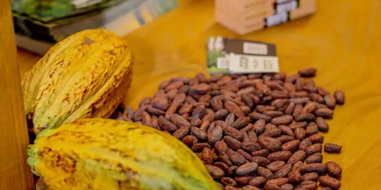 Começa em Belém – Maior evento de cacau e chocolate da América Latina.